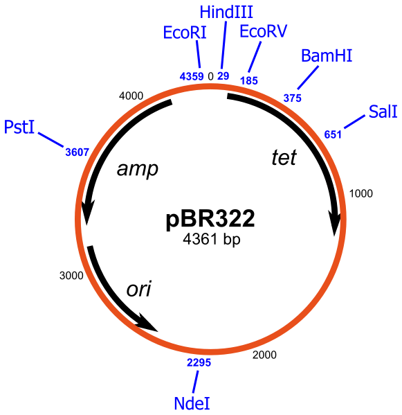 Difference Between F Plasmid and R Plasmid