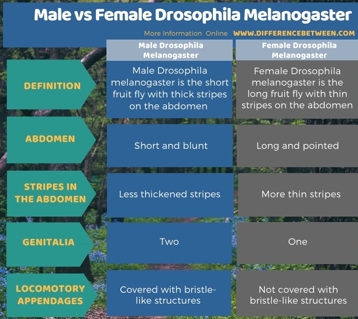 Difference Between Male and Female Drosophila Melanogaster in Tabular Form