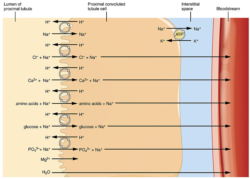 Key Difference - Tubular Reabsorption vs Tubular Secretion