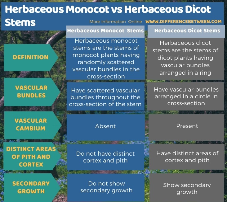 Difference Between Herbaceous Monocot and Herbaceous Dicot Stems in Tabular Form