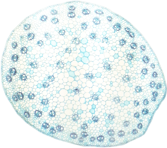 Key Difference - Herbaceous Monocot vs Herbaceous Dicot Stems