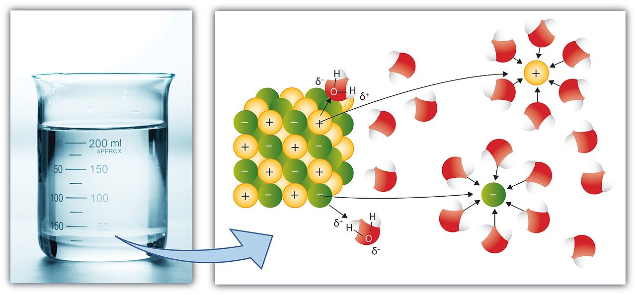 Difference Between Species and Phase in Solution