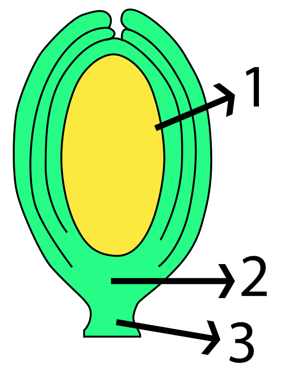 Key Difference - Anatropous vs Orthotropous Ovule 