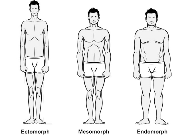 Difference Between Ectomorph Mesomorph and Endomorph