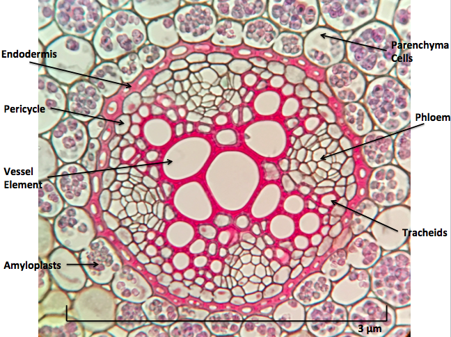 Key Difference - Pericycle vs Endodermis