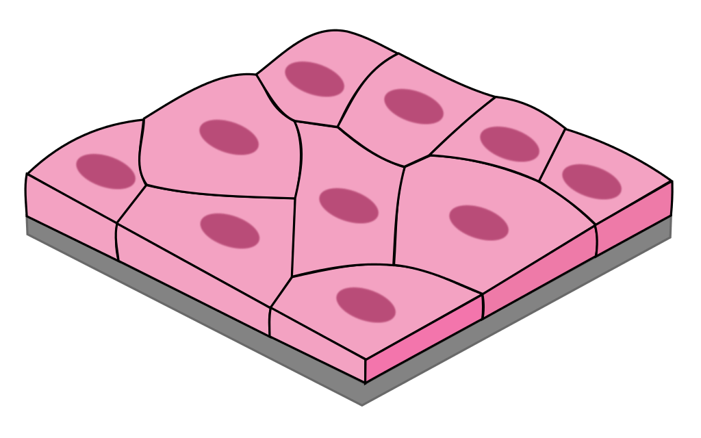 Difference Between Simple Squamous and Simple Cuboidal