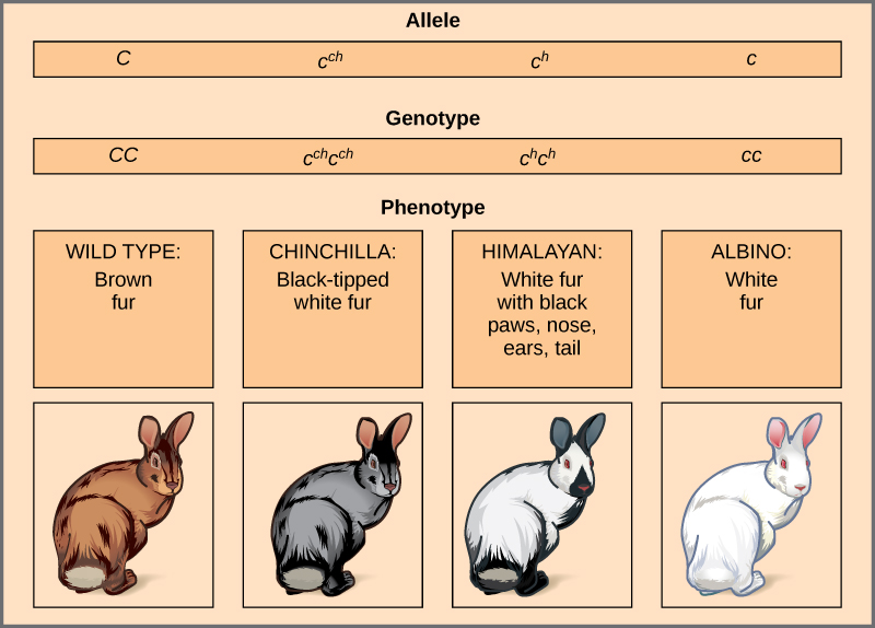 Difference Between Codominance and Multiple Alleles