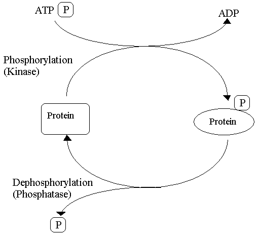 Key Difference - Phosphorylation vs Dephosphorylation