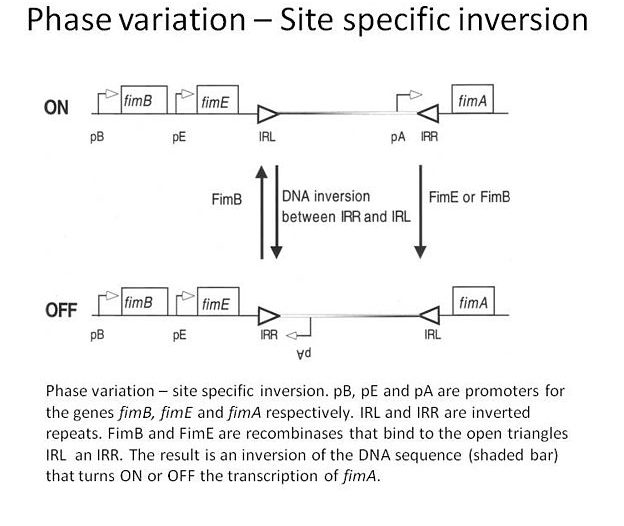 Difference Between Antigenic and Phase Variation