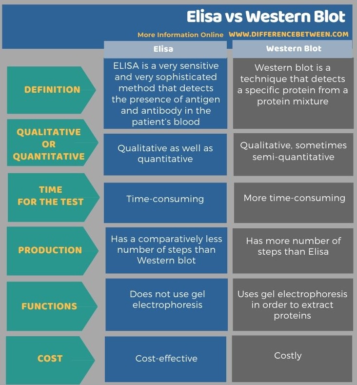 Difference Between Elisa and Western Blot - Tabular Form