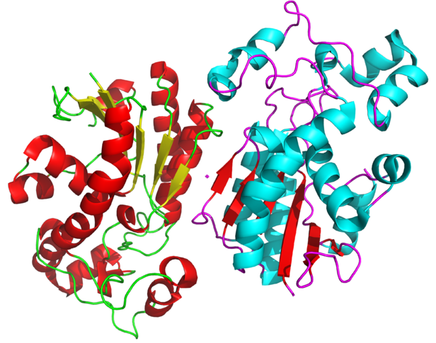 Key Difference - Homodimer vs Heterodimer 