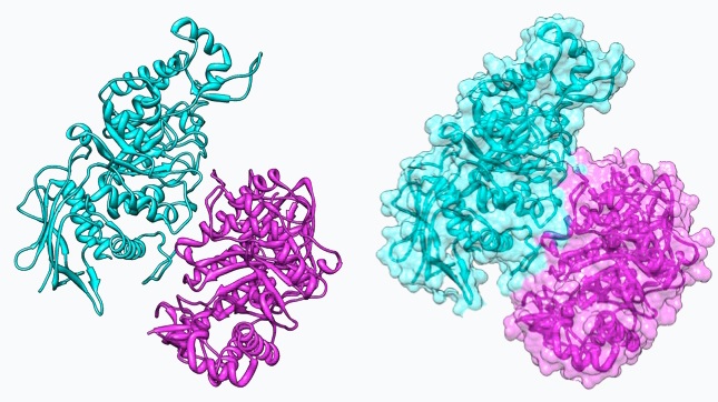 Difference Between Homodimer and Heterodimer