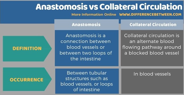 Difference Between Anastomosis and Collateral Circulation in Tabular Form