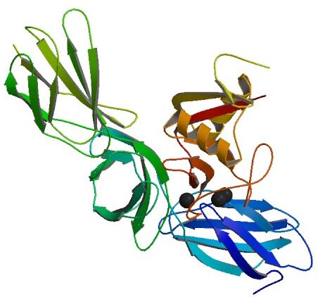 Difference Between Proteoglycans and Glycosaminoglycans