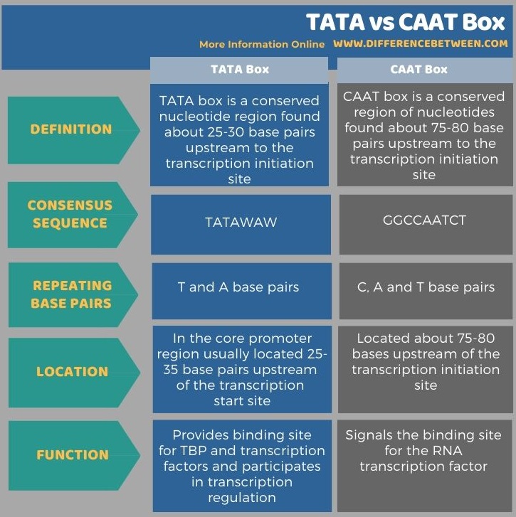 Difference Between TATA and CAAT Box in Tabular Form