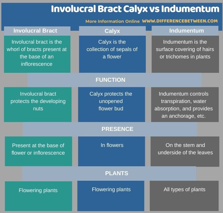 Difference Between Involucral Bract Calyx and Indumentum in Tabular Form