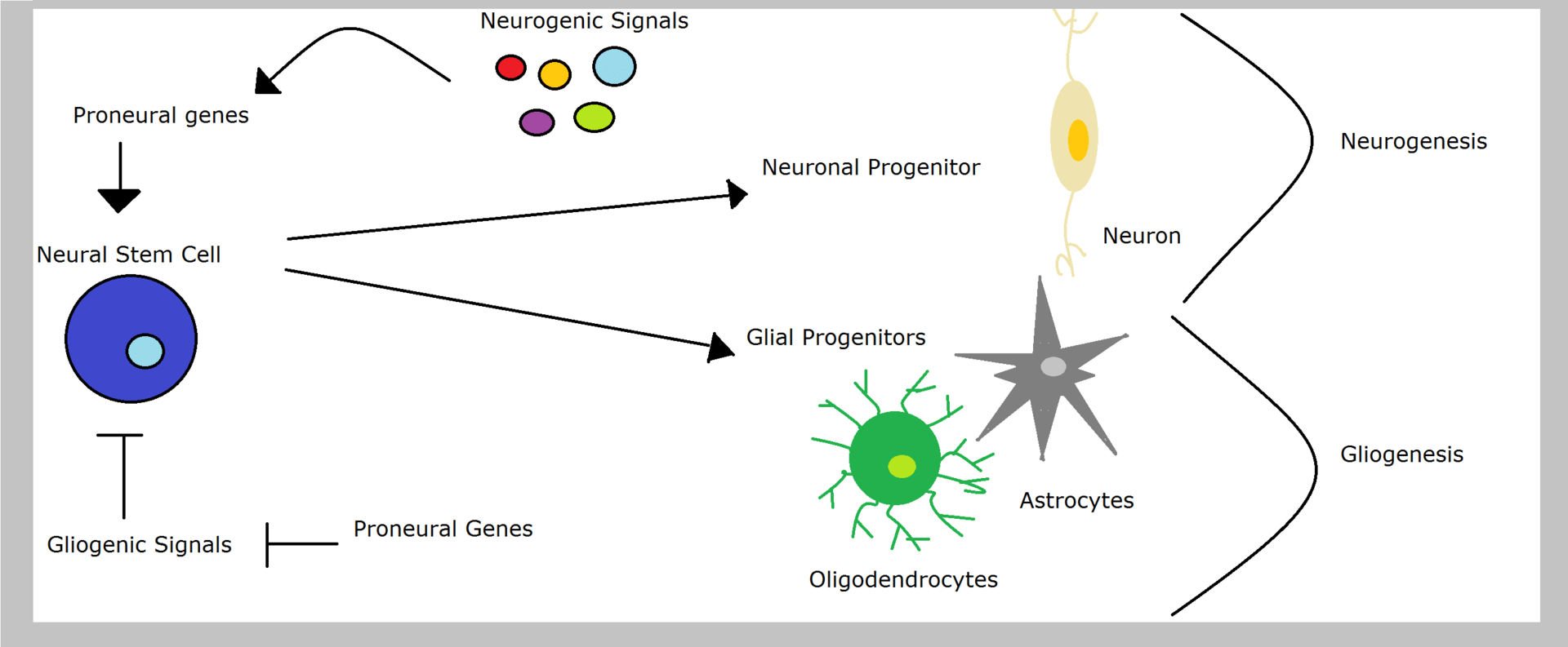 Difference Between Neurogenesis Neuroplasticity and Neuroregeneration