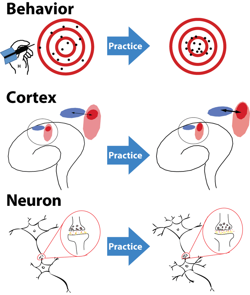 Key Difference - Neurogenesis Neuroplasticity vs Neuroregeneration