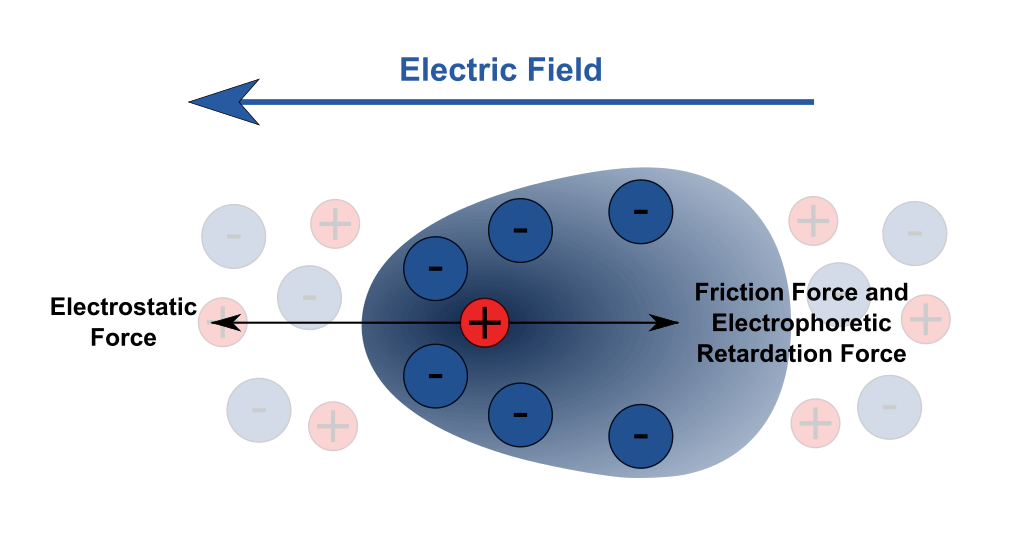 Difference Between Cataphoresis and Anaphoresis