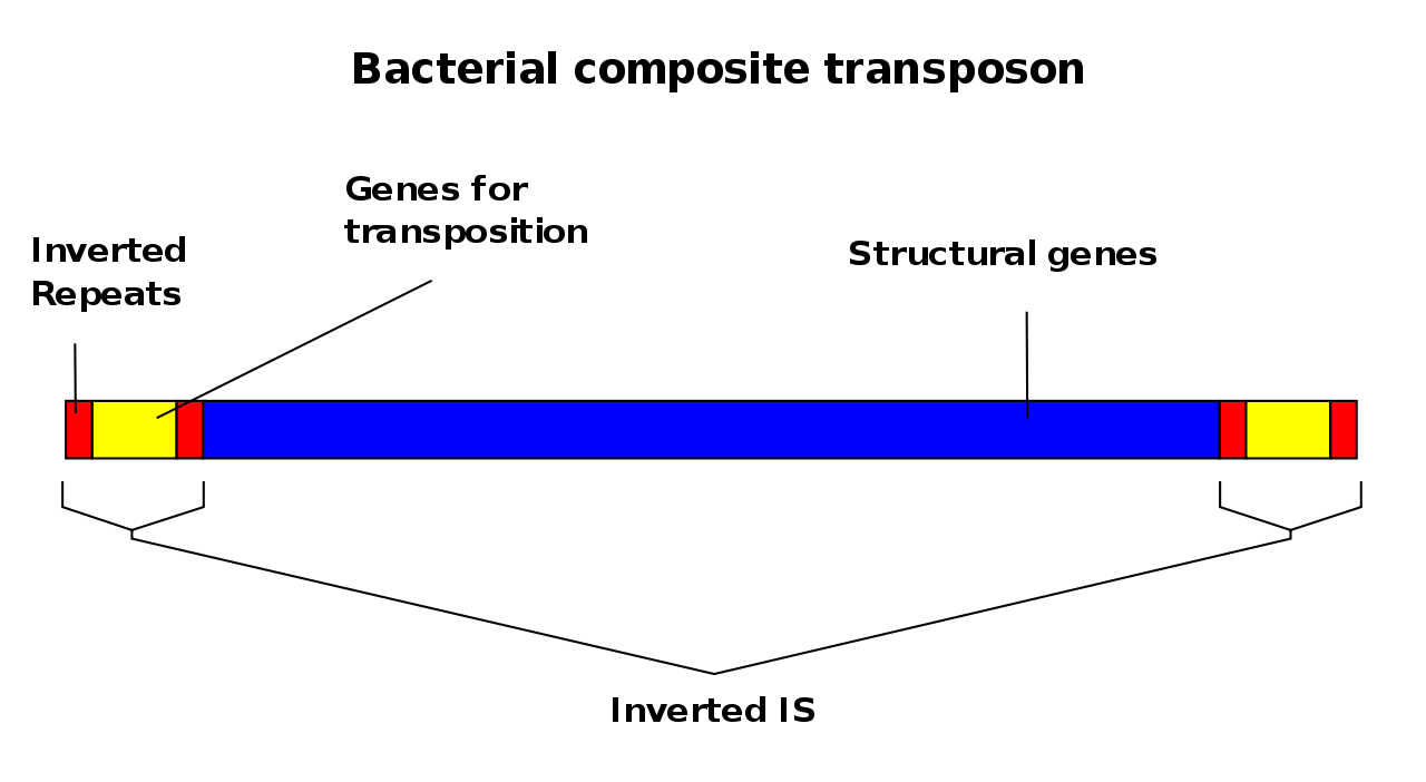 Difference Between Composite and Non Composite Transposons