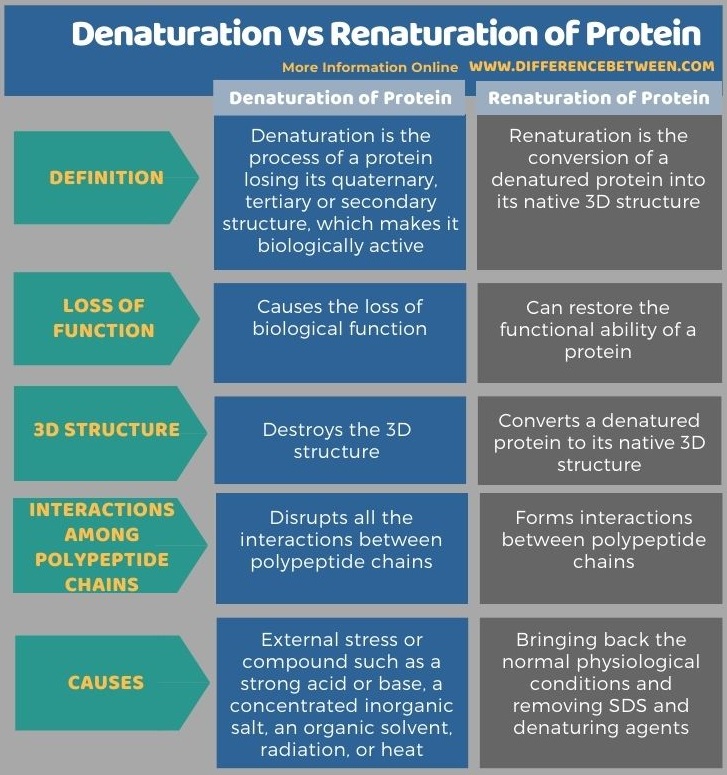 Difference BetweenDenaturation and Renaturation of Protein in Tabular Form