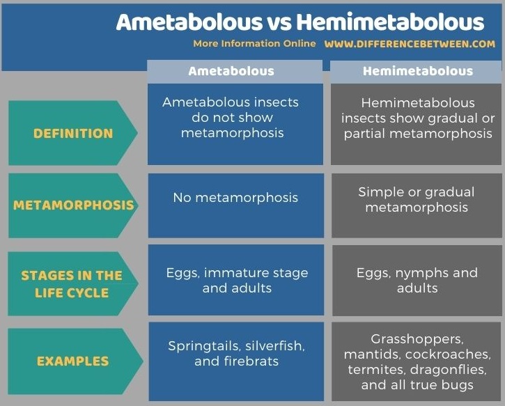 Difference Between Ametabolous and Hemimetabolous in Tabular Form