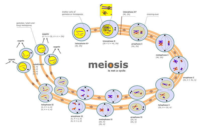 Gametic Meiosis vs Sporic Meiosis vs Zygotic Meiosis