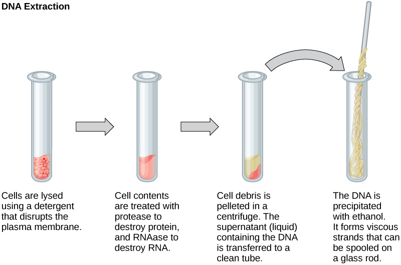 Difference Between Plant and Animal DNA Extraction