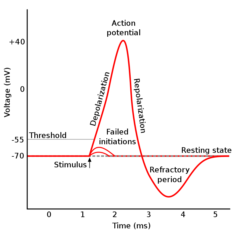 Difference Between Depolarization and Hyperpolarization