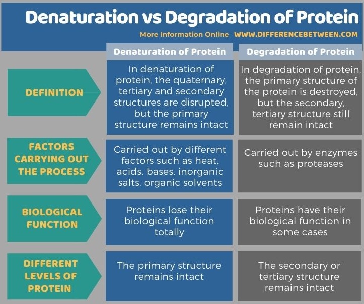 Difference Between Denaturation and Degradation of Protein in Tabular Form