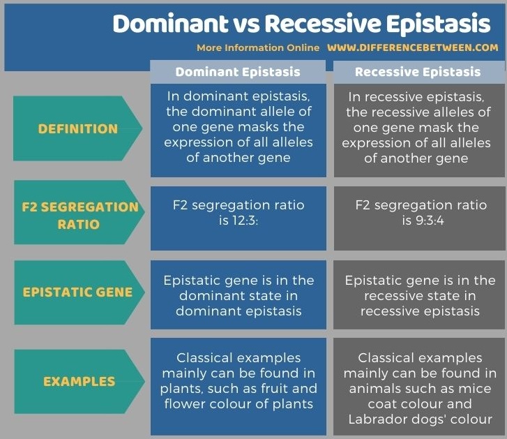 Difference Between Dominant and Recessive Epistasis in Tabular Form