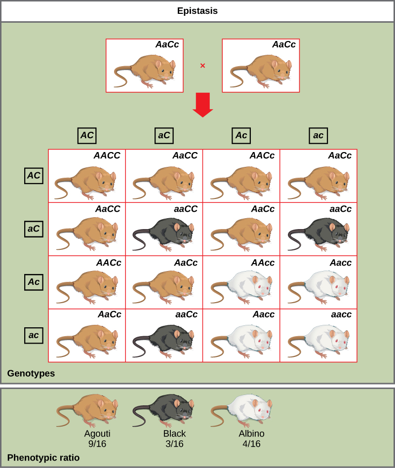 Difference Between Dominant and Recessive Epistasis