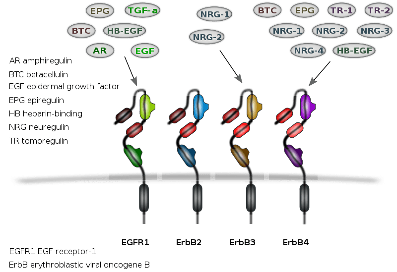 Difference Between VEGF and EGFR