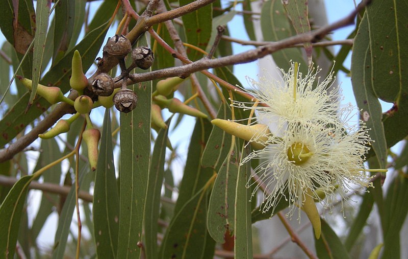 Key Difference - Camphor vs Eucalyptus