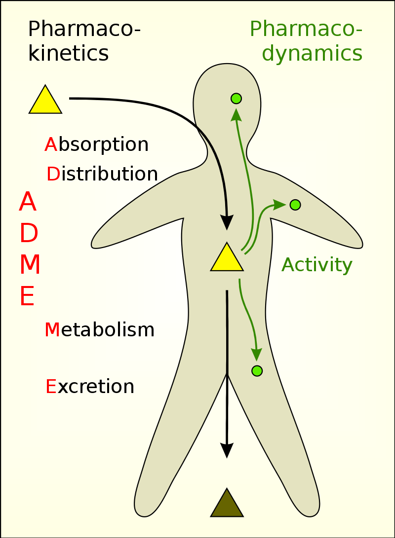 Process of Pharmacokinetics