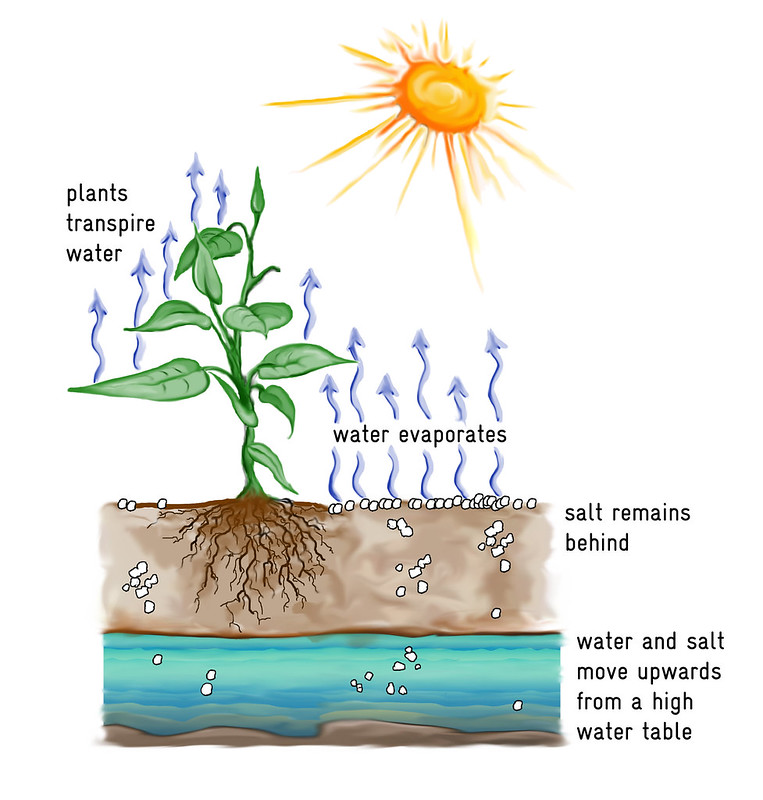 Stomatal Conductance vs Transpiration