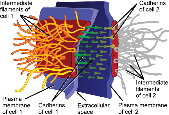 Cadherin vs Integrin