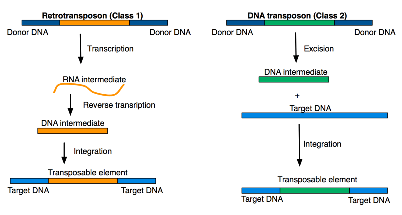 Class I vs Class II Transposable Elements