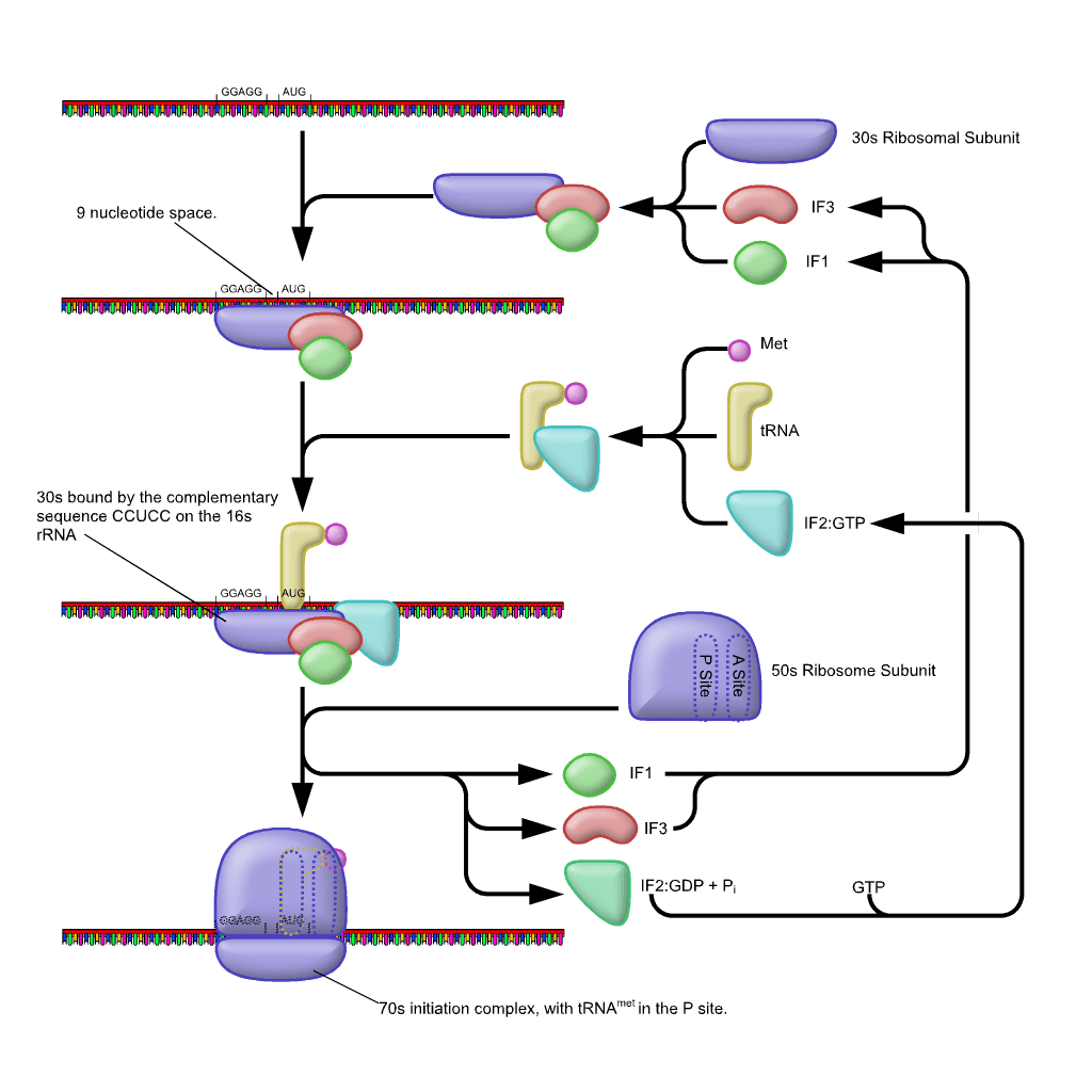 Compare Prokaryotic Translation Initiation and Eukaryotic Translation Initiation