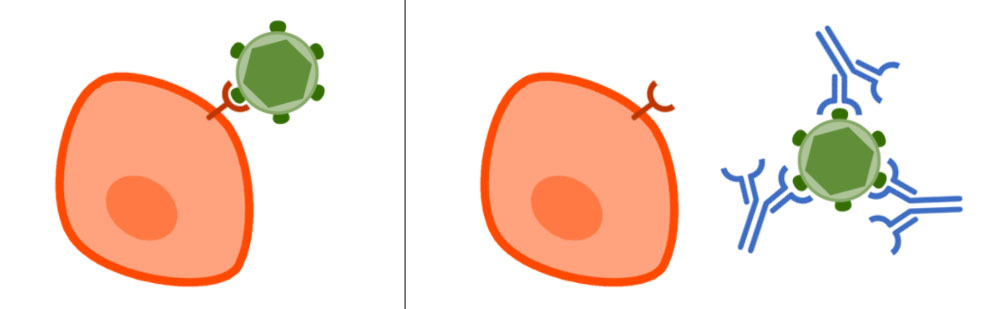 Neutralizing and Binding Antibodies - Side by Side Comparison 