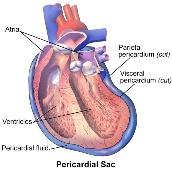 Mediastinum vs Pericardial Cavity in Tabular Form