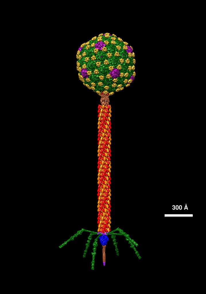 Lambda Phage and M13 Phage - Side by Side Comparison 