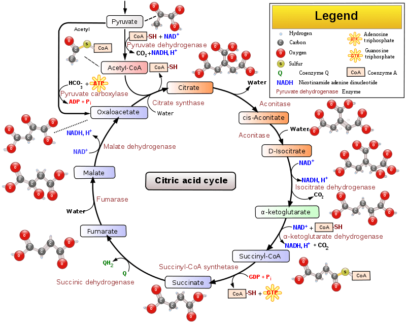 Glyoxylate and TCA Cycle - Side by Side Comparison 