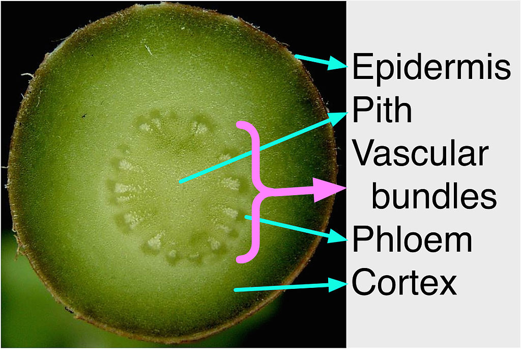 Cortex vs Epidermis in Plants in Tabular Form