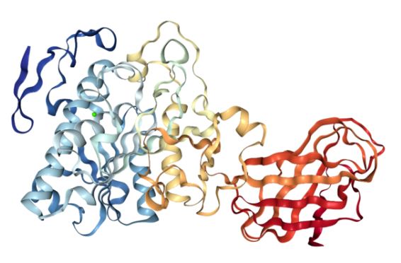 Amylolytic Proteolytic and Lipolytic Enzymes - Side by Side Comparison 