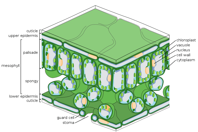 Cortex and Epidermis in Plants - Side by Side Comparison 