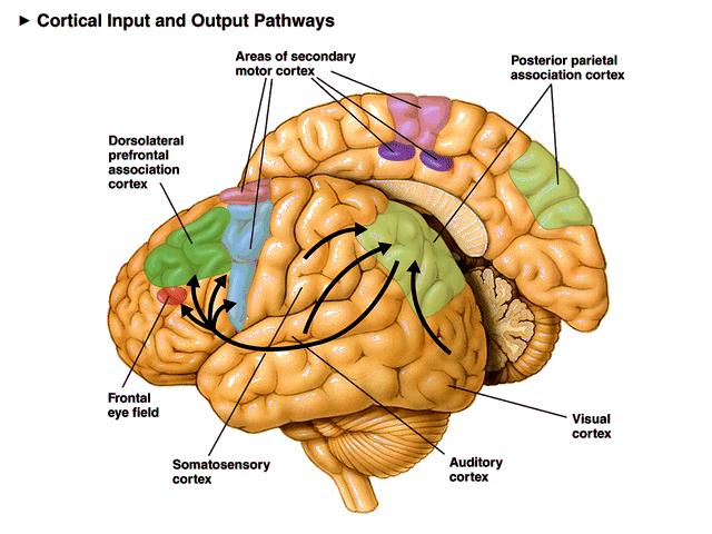 Sensory vs Somatosensory in Tabular Form