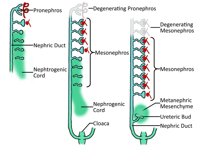 Pronephric vs Mesonephric vs Metanephric Kidney in Tabular Form