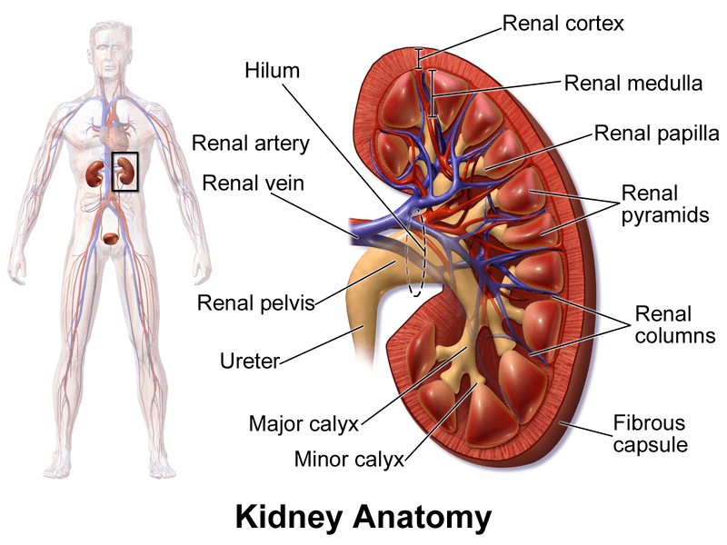 Compare Pronephric Mesonephric and Metanephric Kidney