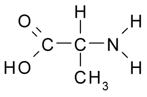 Beta Alanine and L Alanine - Side by Side Comparison 